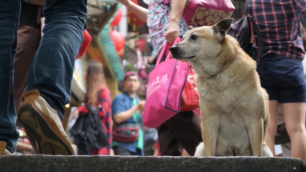 犬吠命运之章，大笨狗的智慧启示