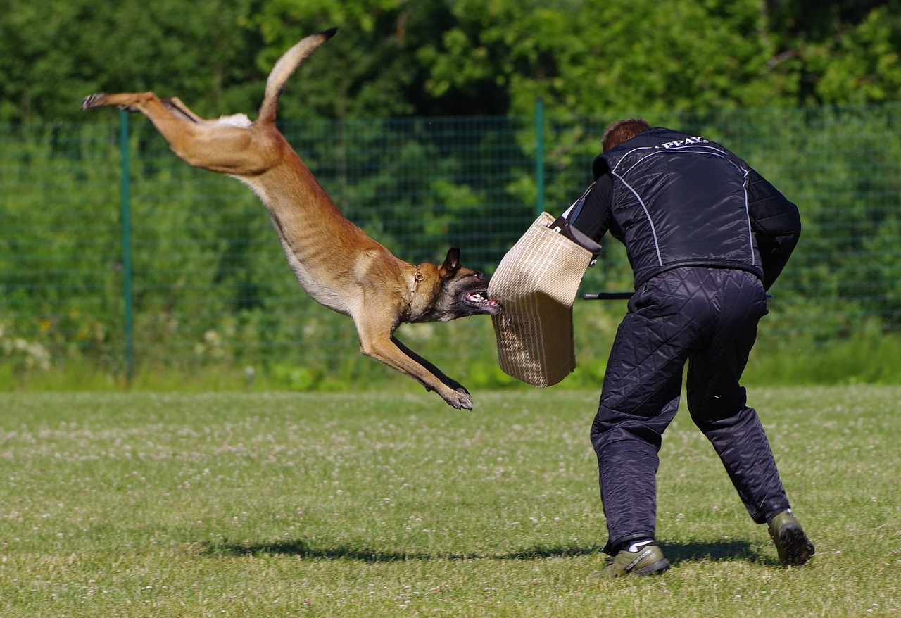 英勇环卫工挺身而出，救出遭恶犬袭击女子