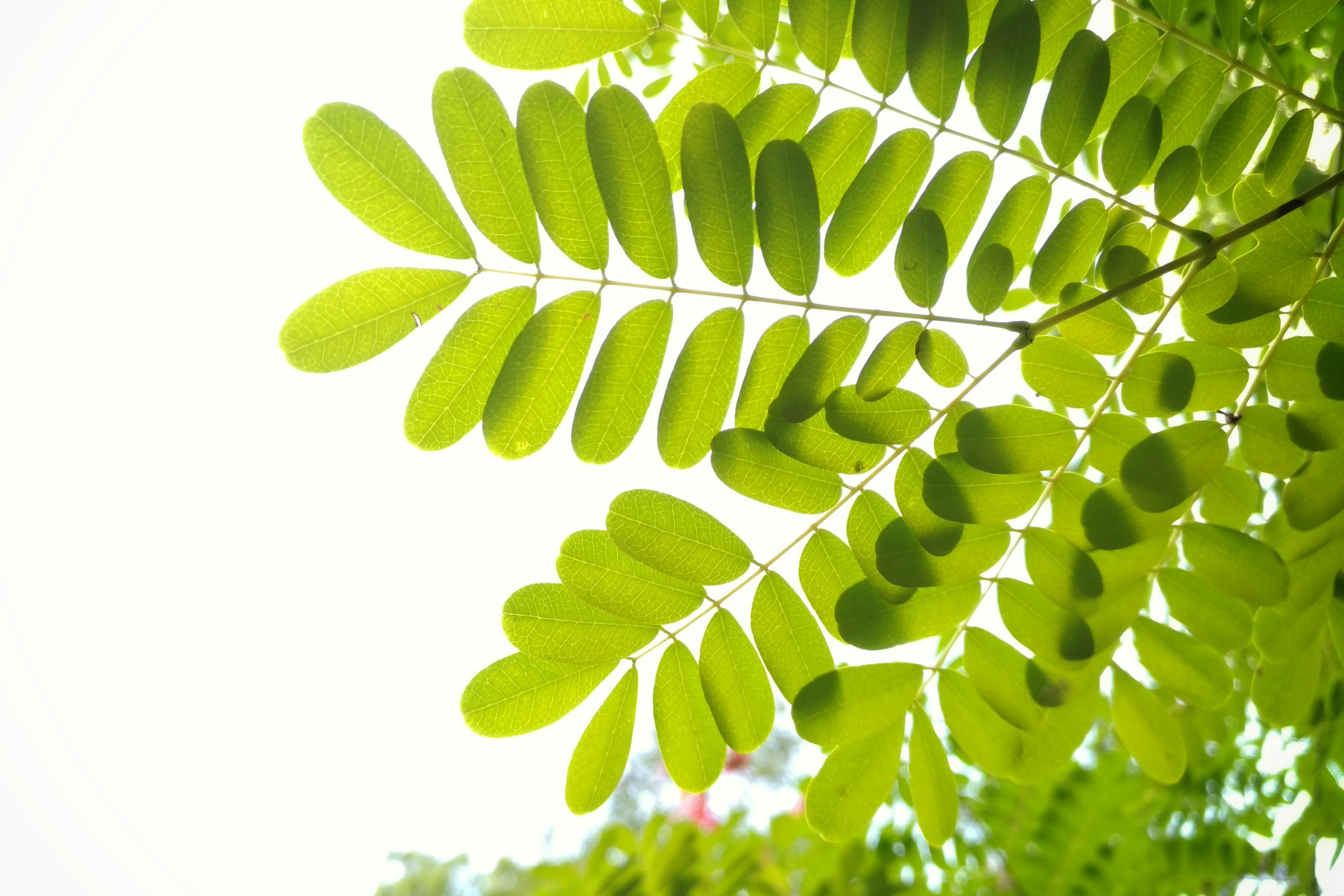 2017年3月12日植树节的启示与行动