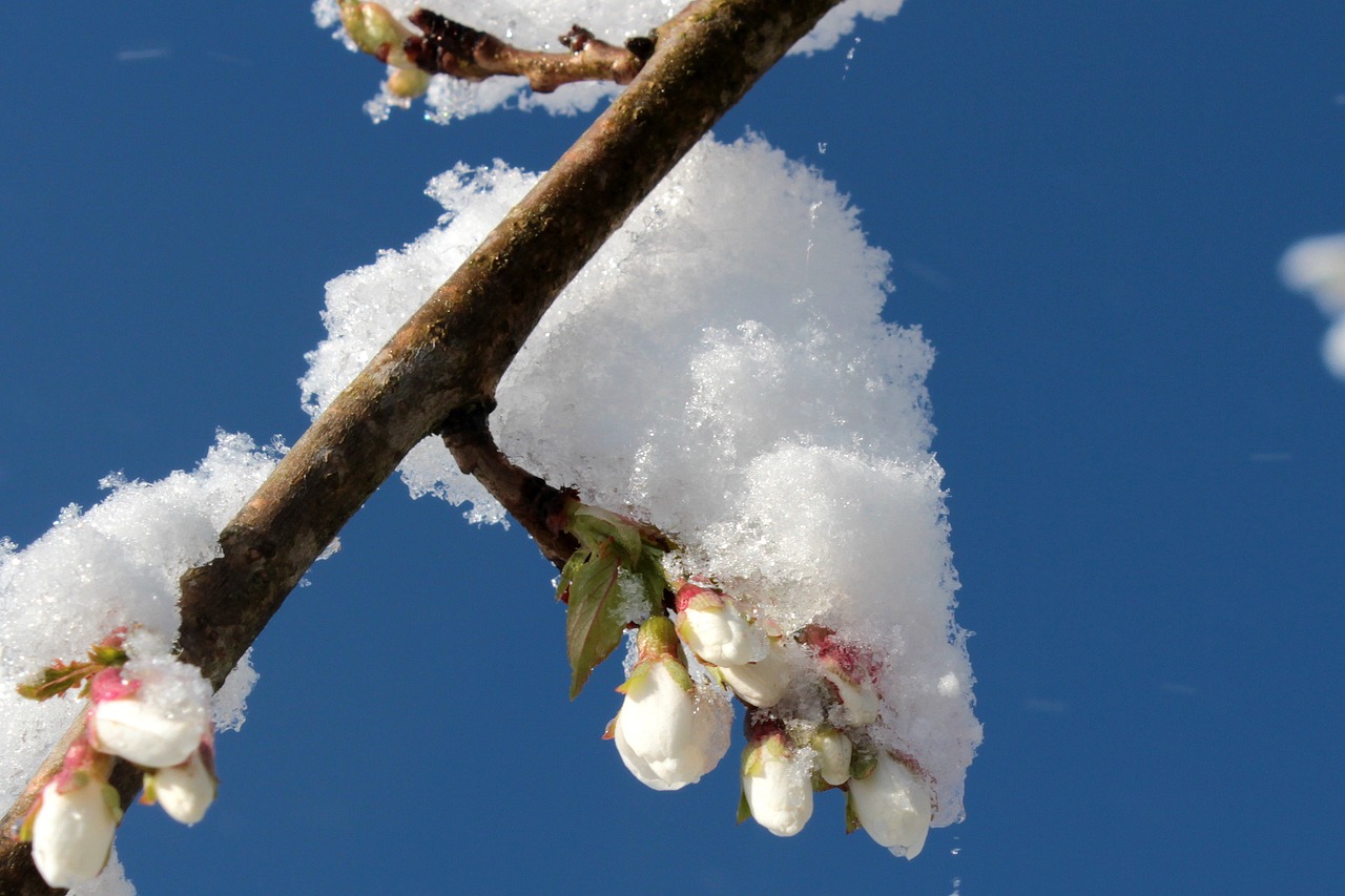 探索樱花与雪花交织的世界，解读樱空之雪的文学魅力